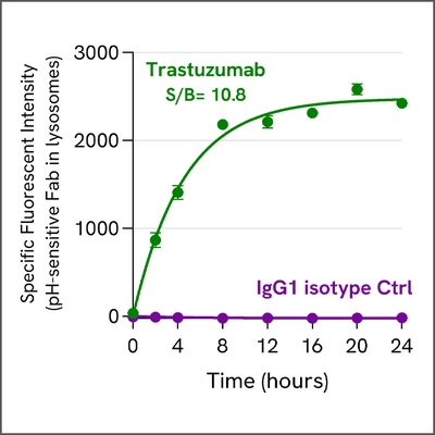 Quantification of Trastuzumab internalization in BT-474 cells over time.